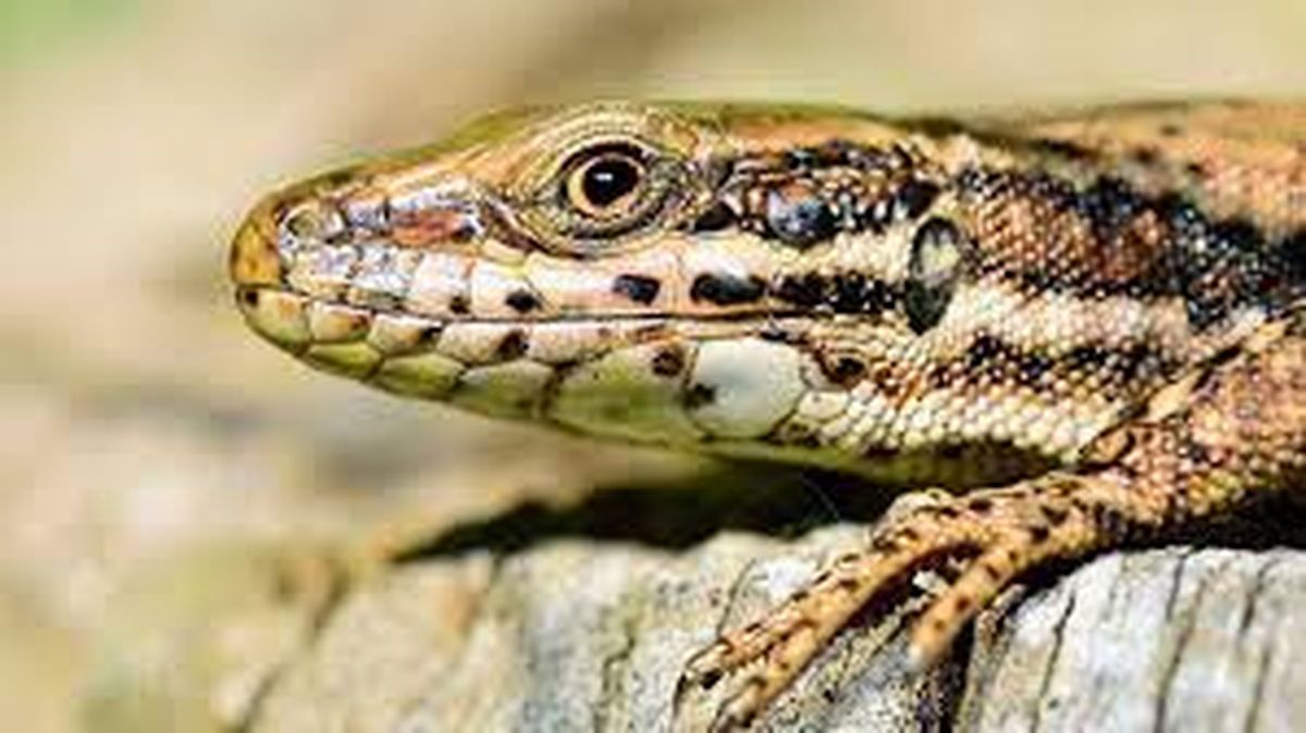 La aparición de una lagartija en tu jardín es una buena señal espiritual. La aparición de una lagartija en tu jardín es una buena señal espiritual.