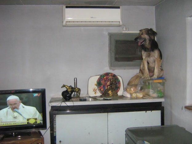 Perro araña, perro araña