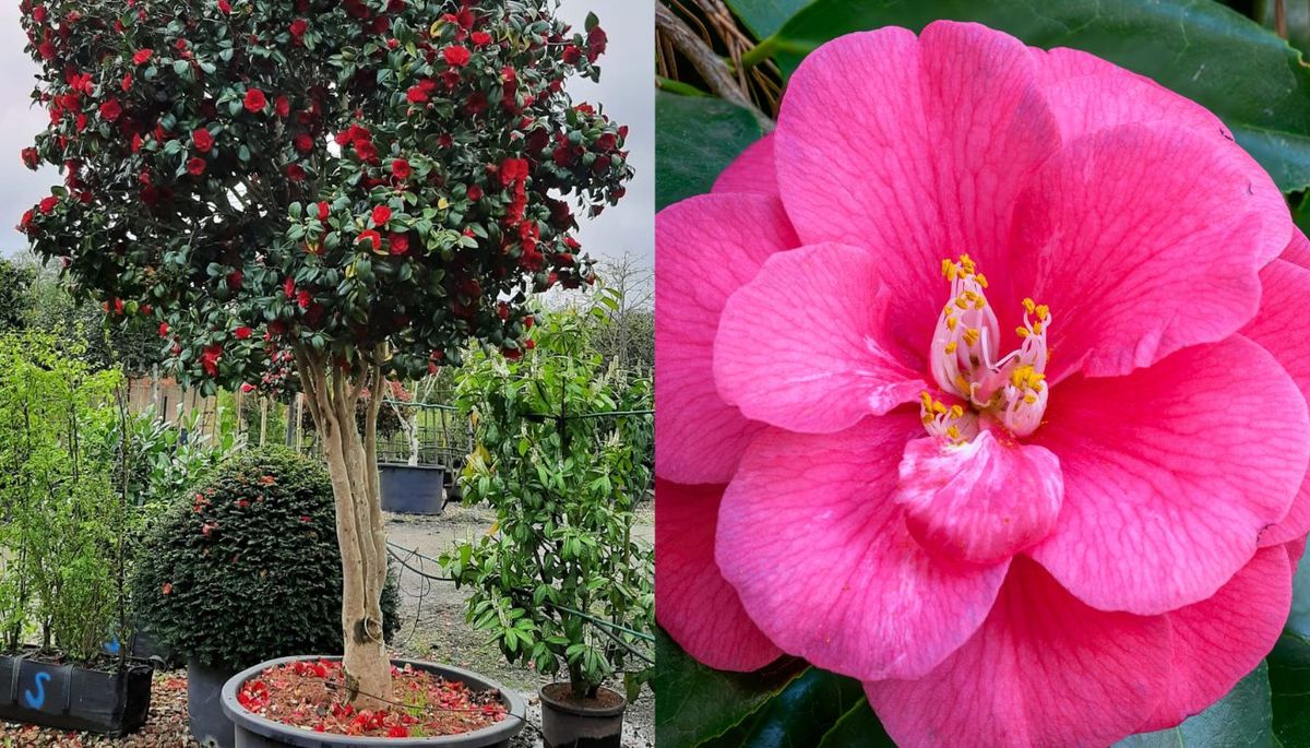 El árbol que se puede cultivar en maceta y cautiva a los jardineros con sus flores coloridas