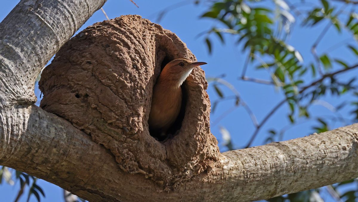 El hornero forma parte de un género de aves paseriformes de la familia furnariidae y se lo llama “hornero” debido a que su nido tiene una forma similar a la de un horno de barro El hornero forma parte de un género de aves paseriformes de la familia furnariidae y se lo llama “hornero” debido a que su nido tiene una forma similar a la de un horno de barro