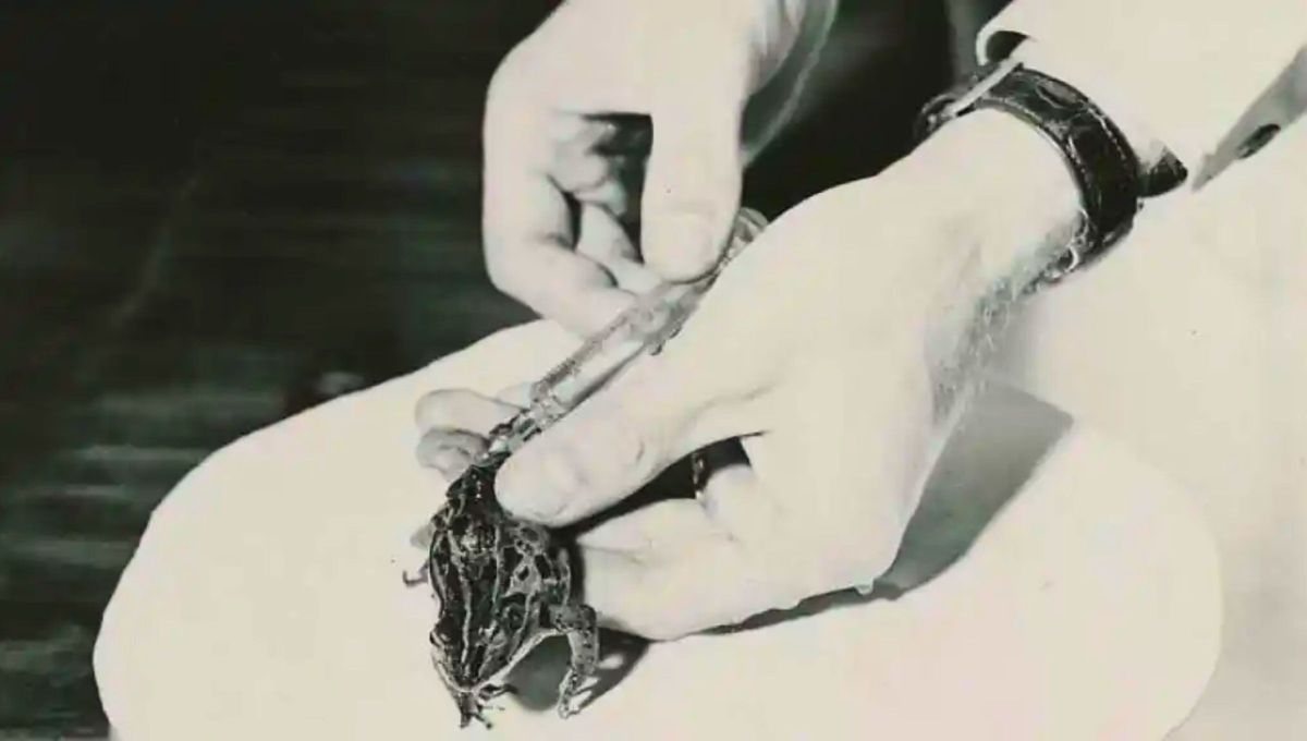 El m&eacute;dico argentino Carlos Galli Mainini descubri&oacute; que inyectando la orina de una mujer embarazada en sapos machos, se produc&iacute;a una reacci&oacute;n que confirmaba la gestaci&oacute;n.