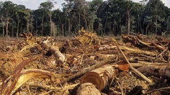 La deforestación tropical amenaza la producción global de alimentos