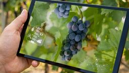 Cinco tecnologías del INTA para innovar en vitivinicultura. (Foto mejorada con IA)
