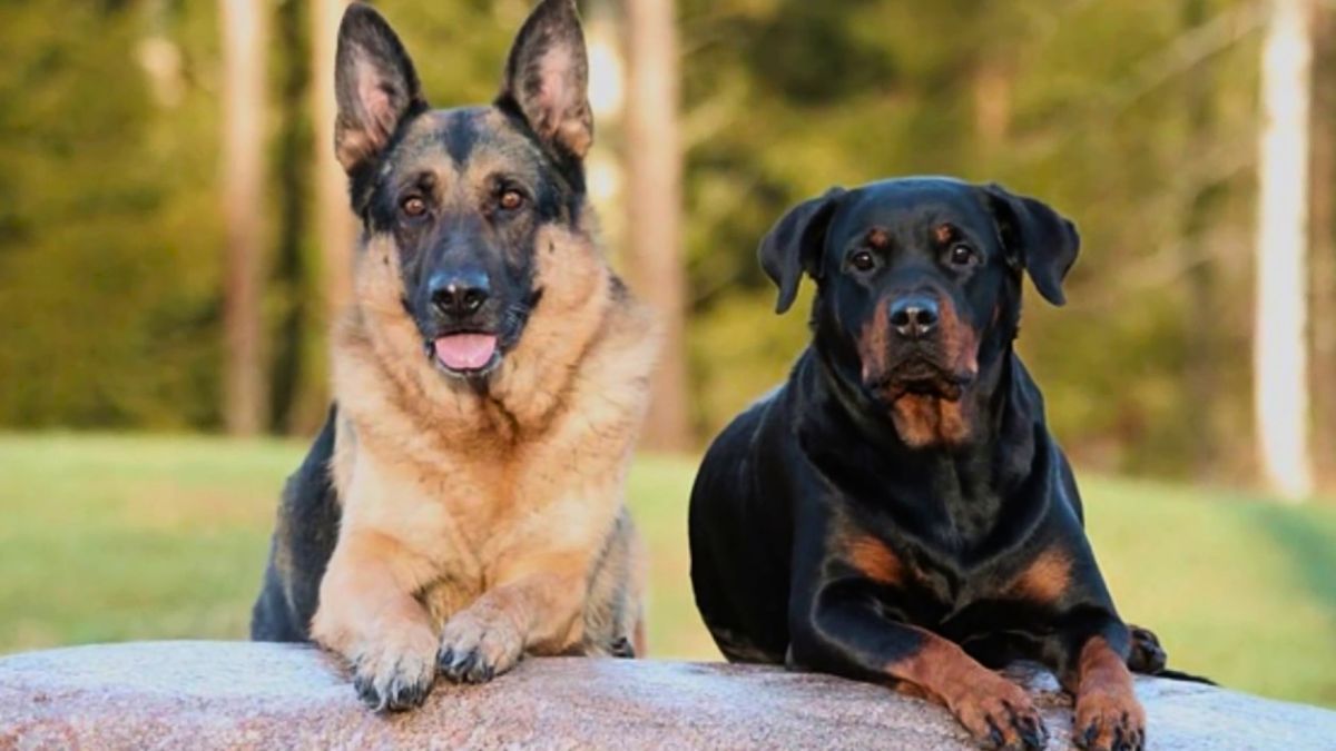 Ni pastor alemán, ni rottweiler: la raza de perro ideal contra la inseguridad en casa