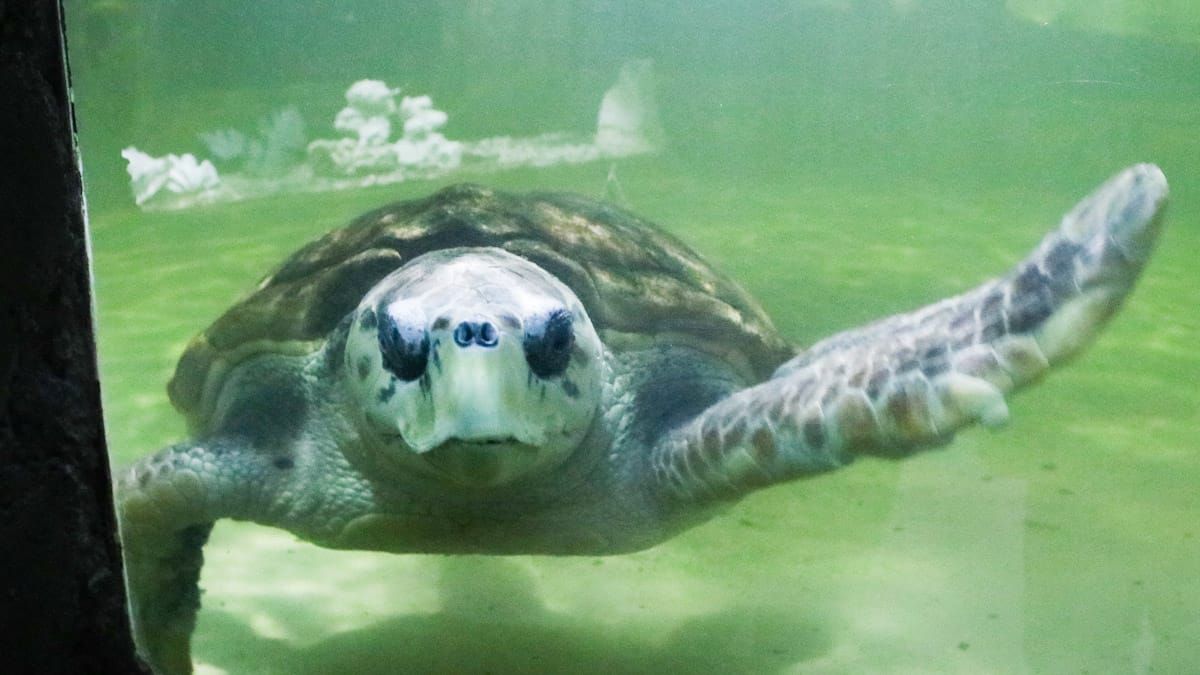 El tortugo Jorge vivió 38 años en el ex Acuario de Mendoza y en octubre del 2022 fue trasladado a Mar del Plata.