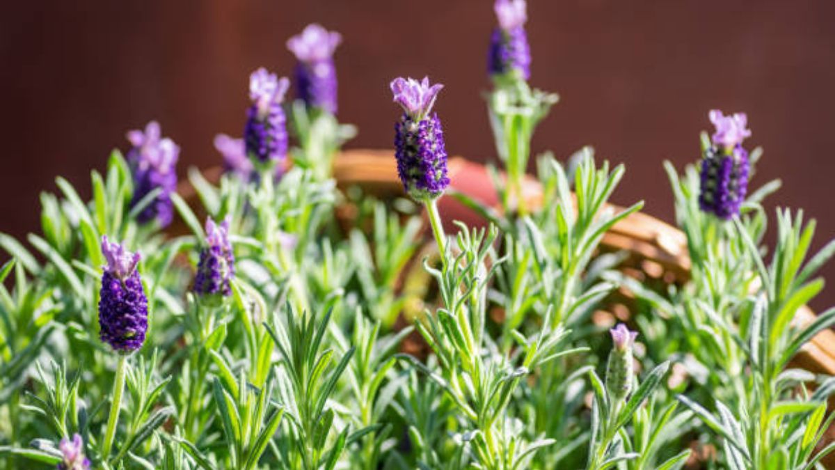 Aprende a cuidar tu lavanda con este truco de jardinería.