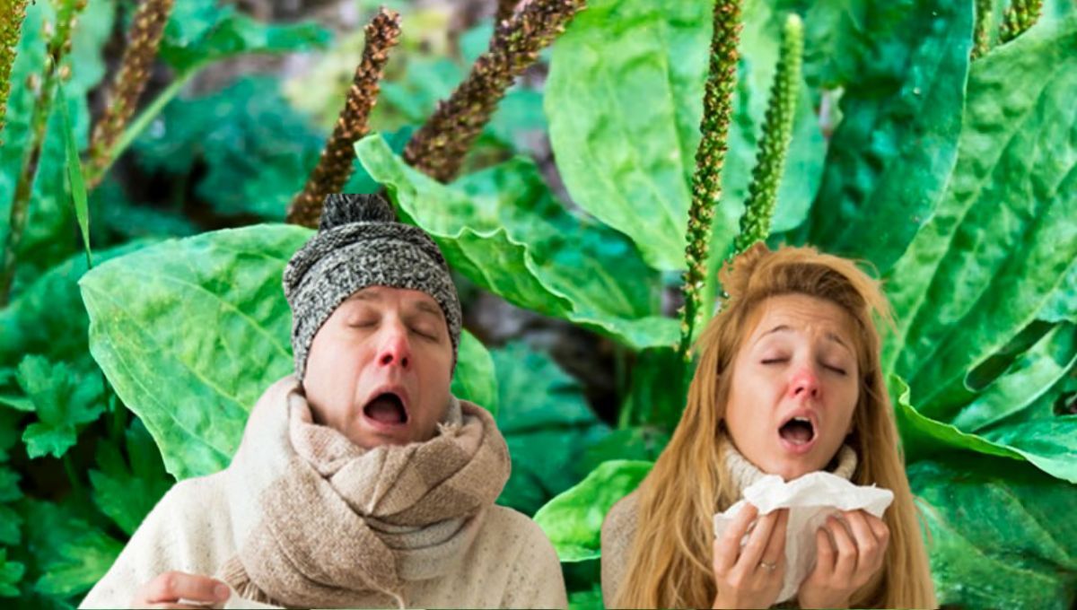 La planta de hojas anchas que es ideal para tener en el jardín: cura heridas y elimina el resfriado