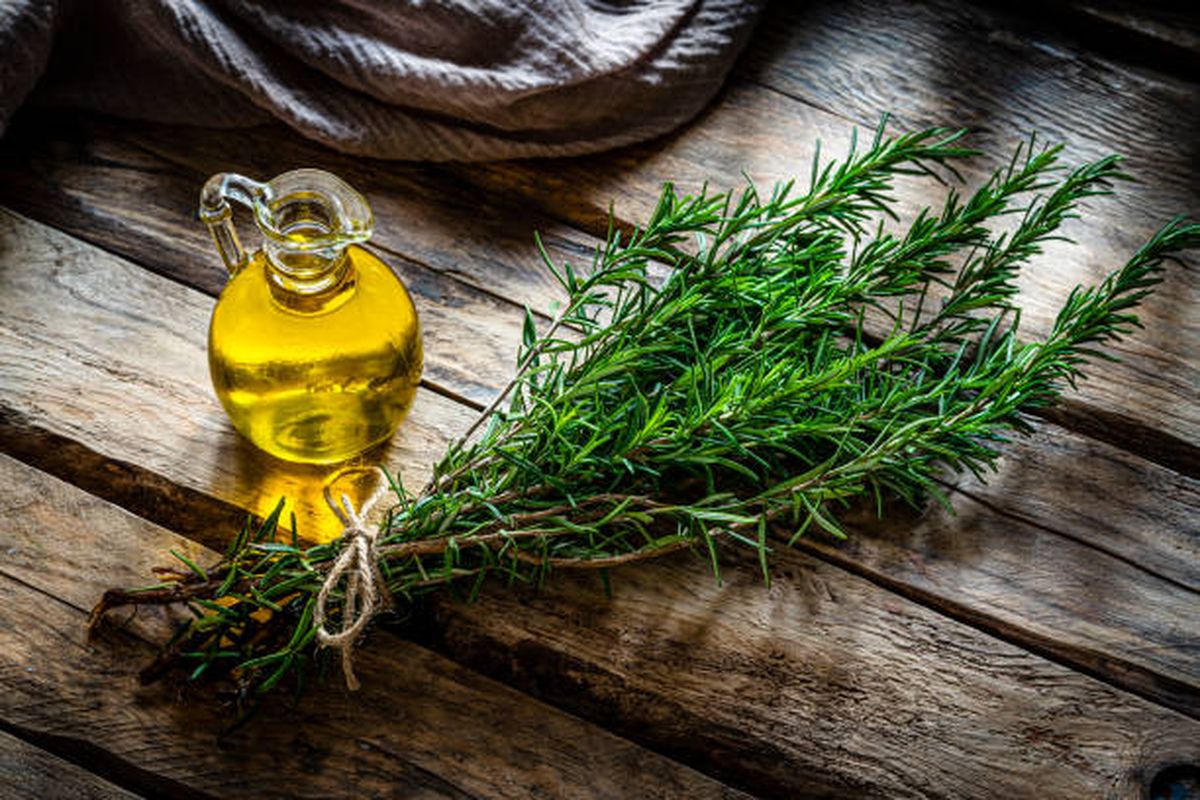 El aceite de romero ya no será necesario para fortalecer el cabello. El aceite de romero ya no será necesario para fortalecer el cabello.