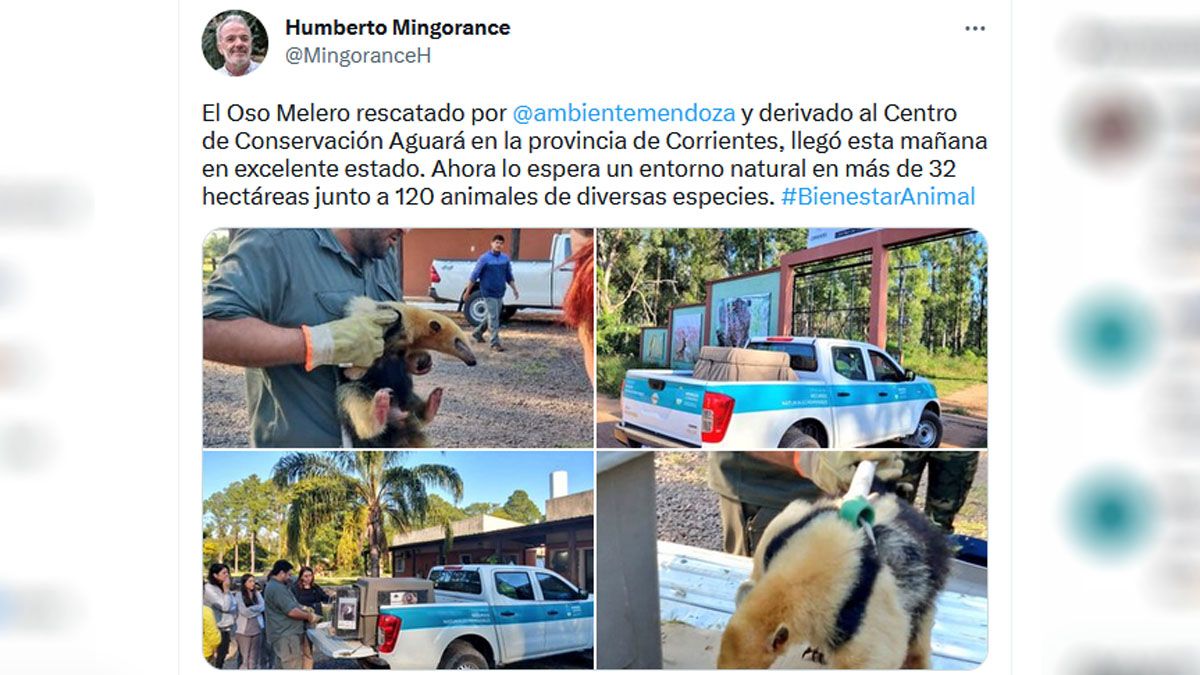El secretario de Ambiente anunció el arribo del oso melero a Corrientes y aseguró que estaba muy bien.