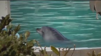Abandonaron un delfín y decenas de pingüinos en un acuario japonés