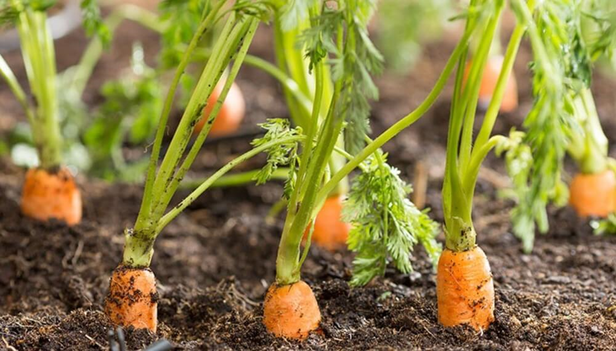 Cultiva una huerta en casa