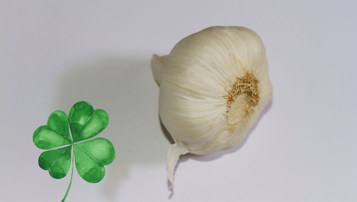 El ajo es considerado como un elemento de protecci&oacute;n, adem&aacute;s de atraer la abundancia y la prosperidad.