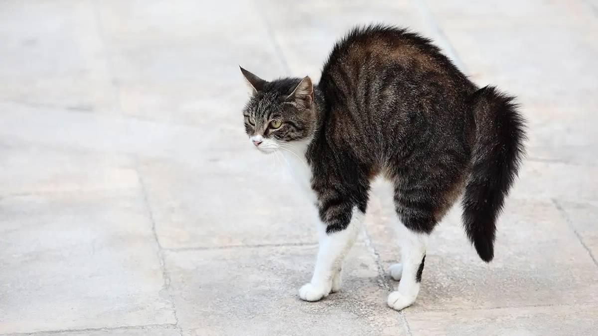 La señal que muchos normalizan e ignoran y significa que un gato está pasando frío La señal que muchos normalizan e ignoran y significa que un gato está pasando frío