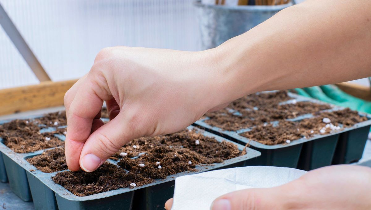 Cuando comas tomate, procura guardar sus semillas. Cuando comas tomate, procura guardar sus semillas.