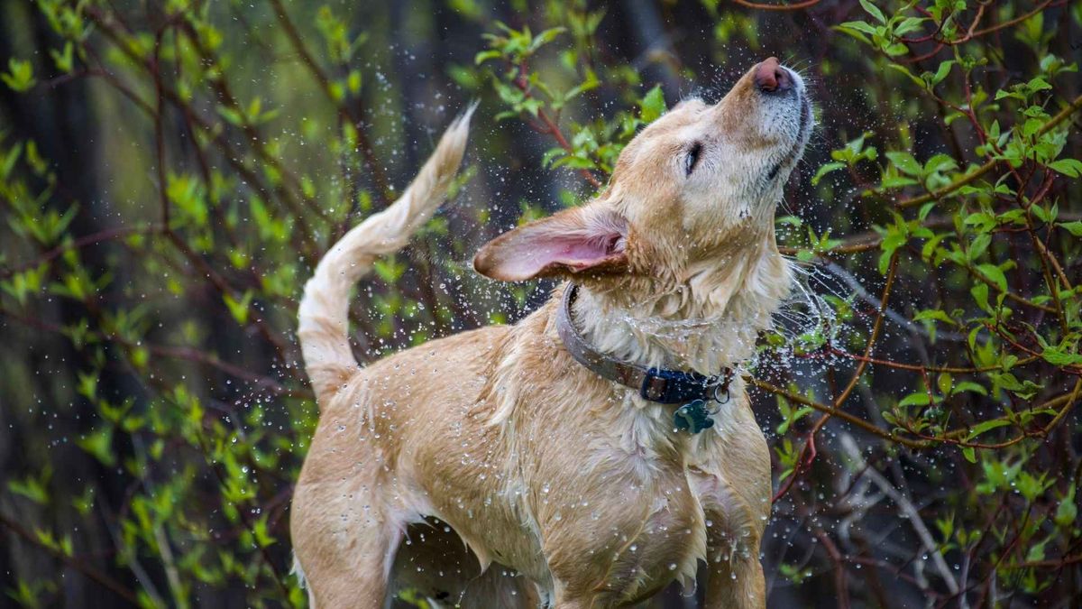 Muchas veces, los perros hacen este gesto para quitarse el agua. Muchas veces, los perros hacen este gesto para quitarse el agua. 