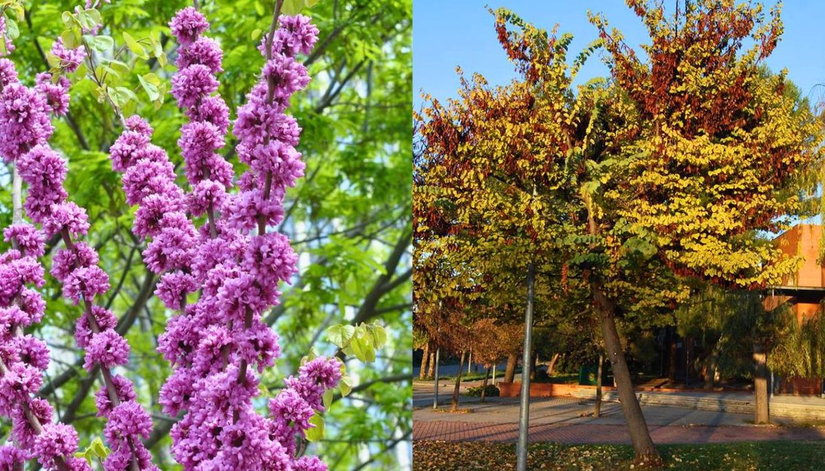 ¿Quieres aprender a cuidar el árbol del amor en maceta?