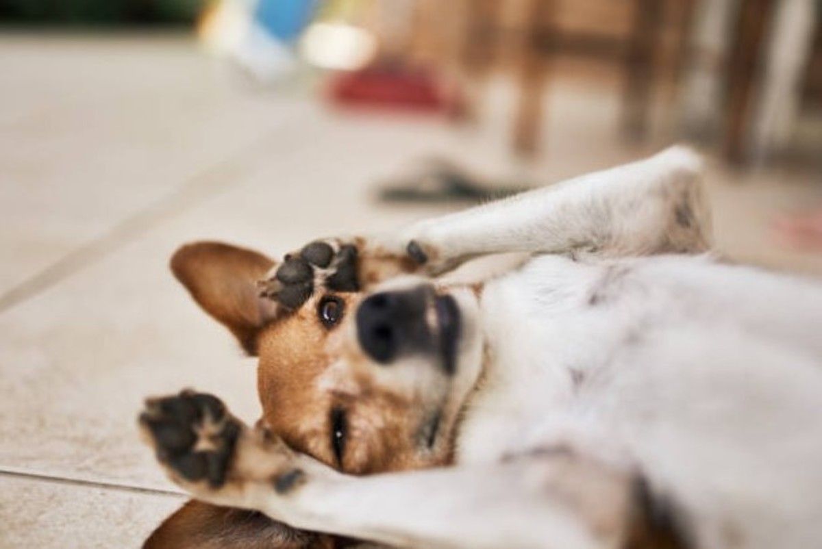 Qué significa que un perro se acueste panza arriba en casa y por qué es una buena señal Qué significa que un perro se acueste panza arriba en casa y por qué es una buena señal