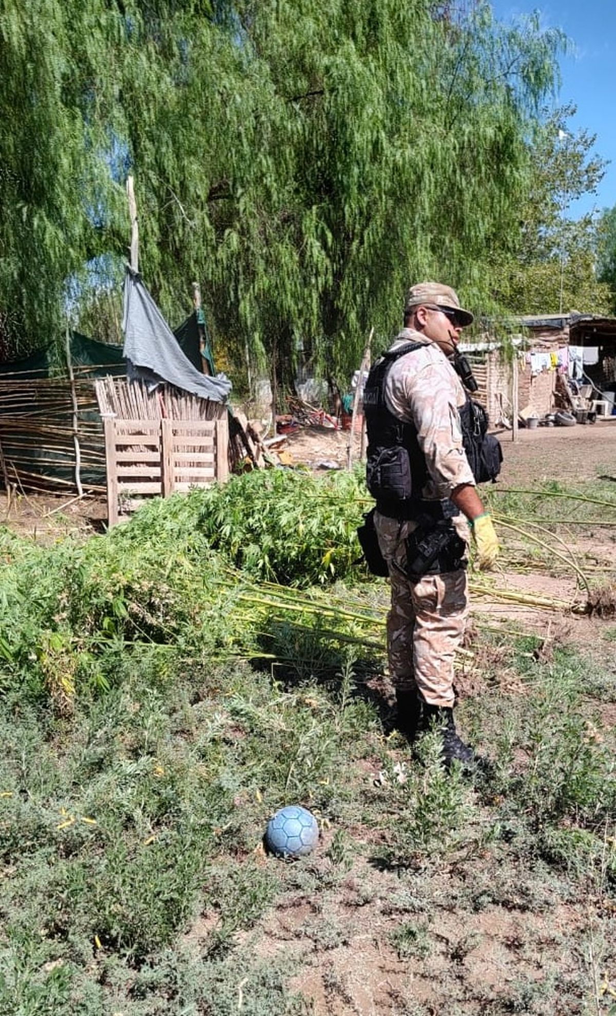 Las plantas de cannabis secuestradas arrojaron un peso total de 20 kilogramos. Las plantas de cannabis secuestradas arrojaron un peso total de 20 kilogramos.