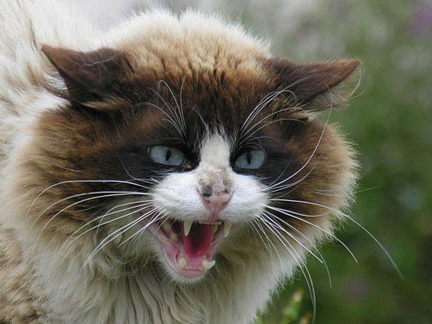 ¡Cuidado con el gato!