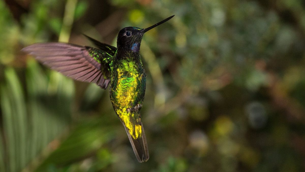 Inca de Frontino, con plumaje verde brillante. Es un colibrí rarísimo que solo se ve en Colombia Inca de Frontino, con plumaje verde brillante. Es un colibrí rarísimo que solo se ve en Colombia