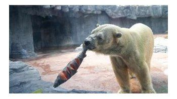 Eutanasiaron a Inuka, primer oso polar nacido en el trópico