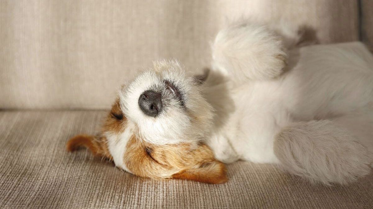 Se recomienda no despertar a los perros cuando estan soñando, ya que podríamos ser mordidos al estar desorientados.