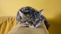 El hecho de que un gato no te reciba en casa se debe a varios factores