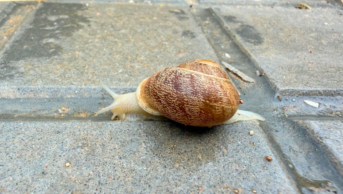 Si aparecieron caracoles merodeando por tu casa, te contamos qué anuncia su presencia