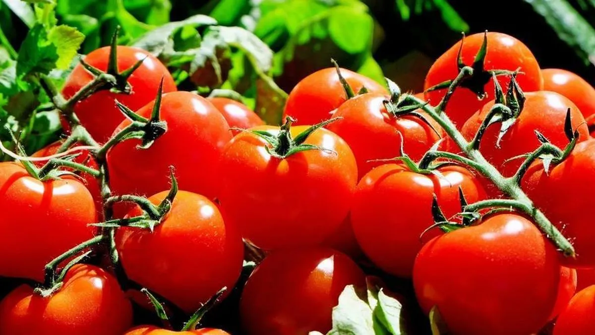 Los grandes beneficios de comer tomate Los grandes beneficios de comer tomate