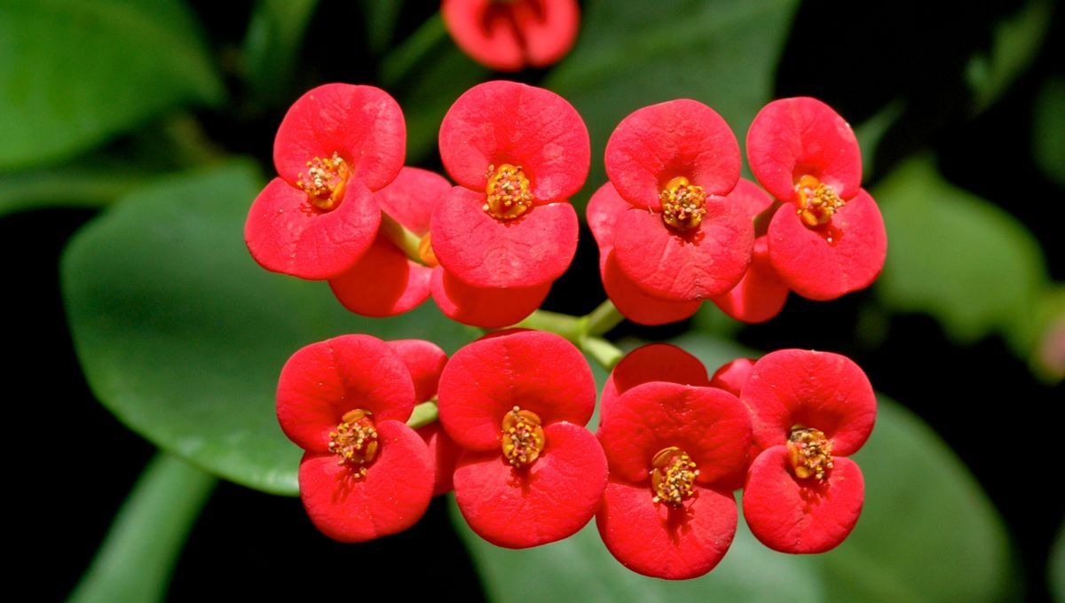 3 tips de jardinero para que tu Corona de Cristo florezca en invierno