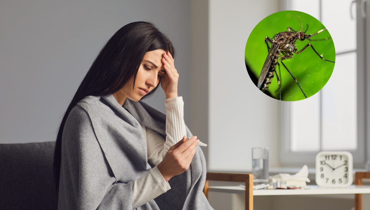 Alerta por un mosquito que transmite una enfermedad parecida al dengue