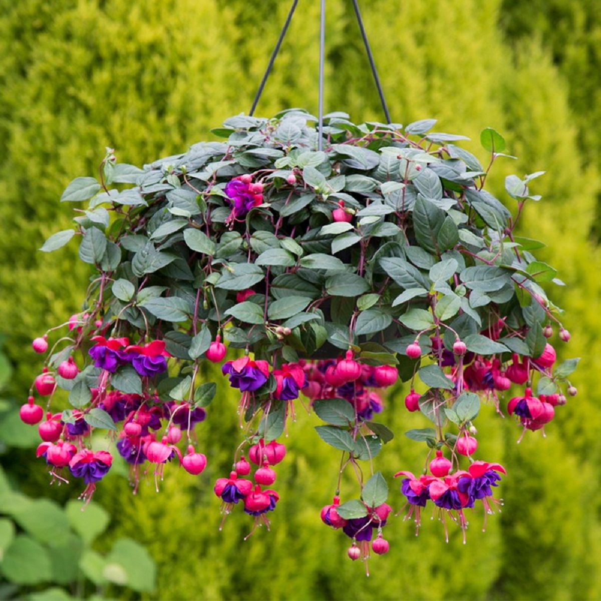 Las fucsias se pueden utilizar en rocallas, macizos florales, jardineras colgantes, invernaderos. Las fucsias se pueden utilizar en rocallas, macizos florales, jardineras colgantes, invernaderos.