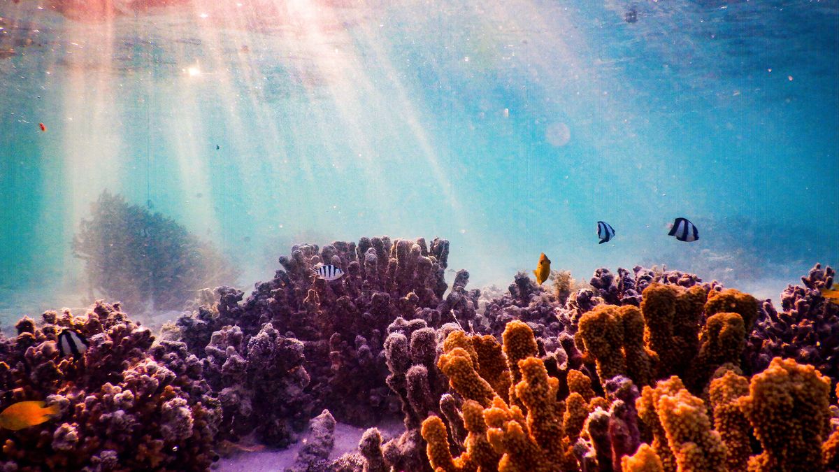 La Gran Barrera de Corales conforma una explosión de colores, formas y especies de lo más diversas.