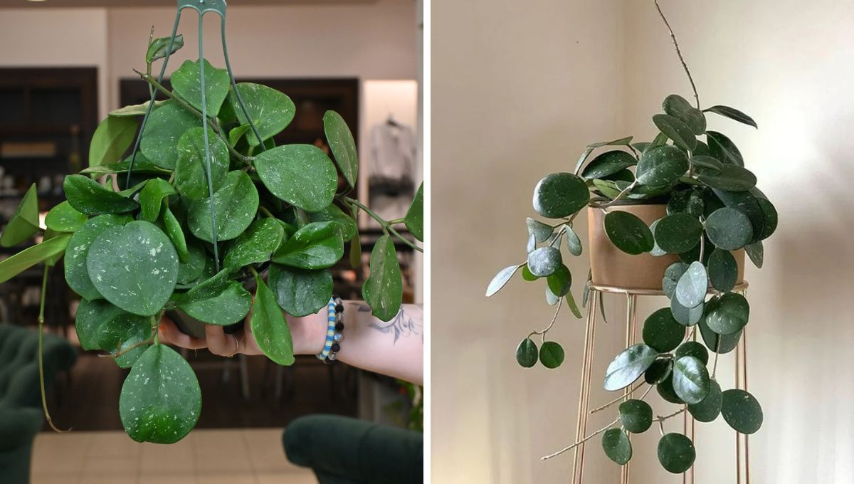 Hoya Obovata. Hoya Obovata. 