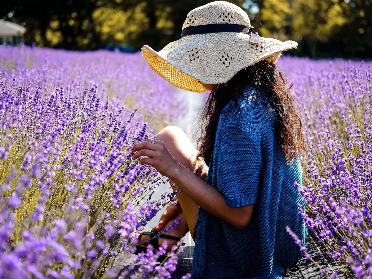 Cómo identificar si tu planta de lavanda tiene problemas para crecer. Imagen: Freepik