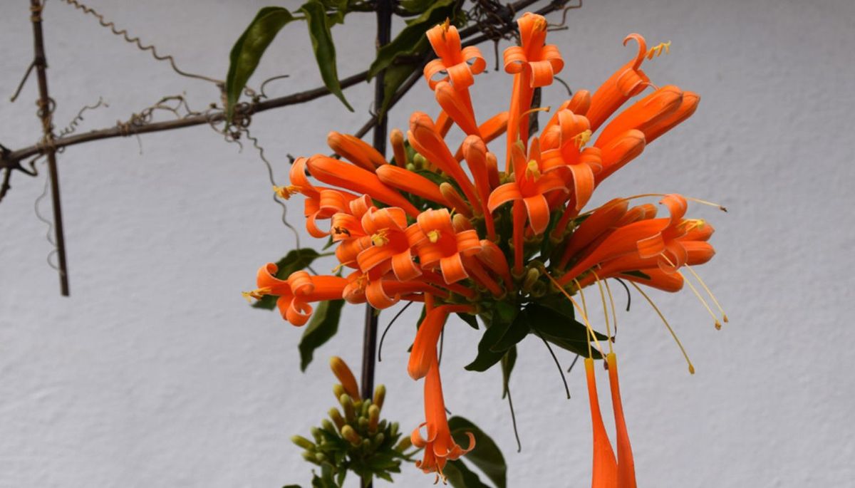 La única consideración para tener en cuenta es que esta planta es sensible a las heladas. La única consideración para tener en cuenta es que esta planta es sensible a las heladas.