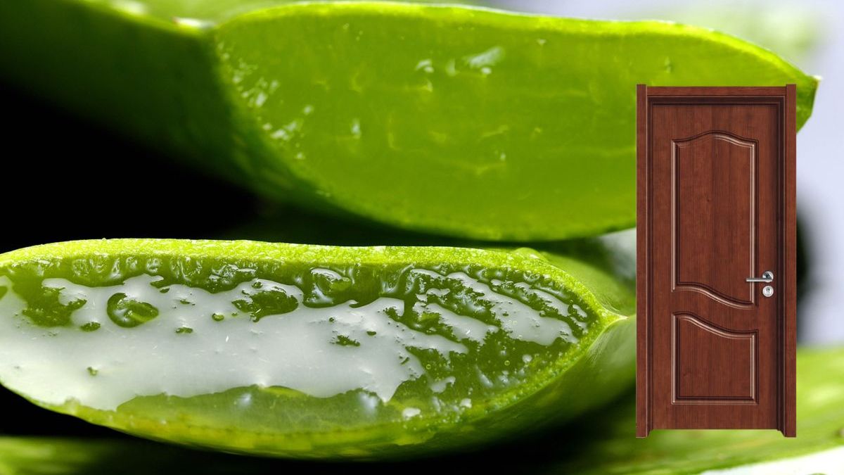 Unlocking Good Luck The Power of Aloe Vera for Feng Shui and Positive