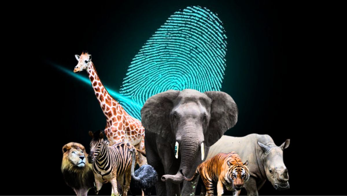 Un animal es reconocido por tener huellas dactilares similares a las del ser humano