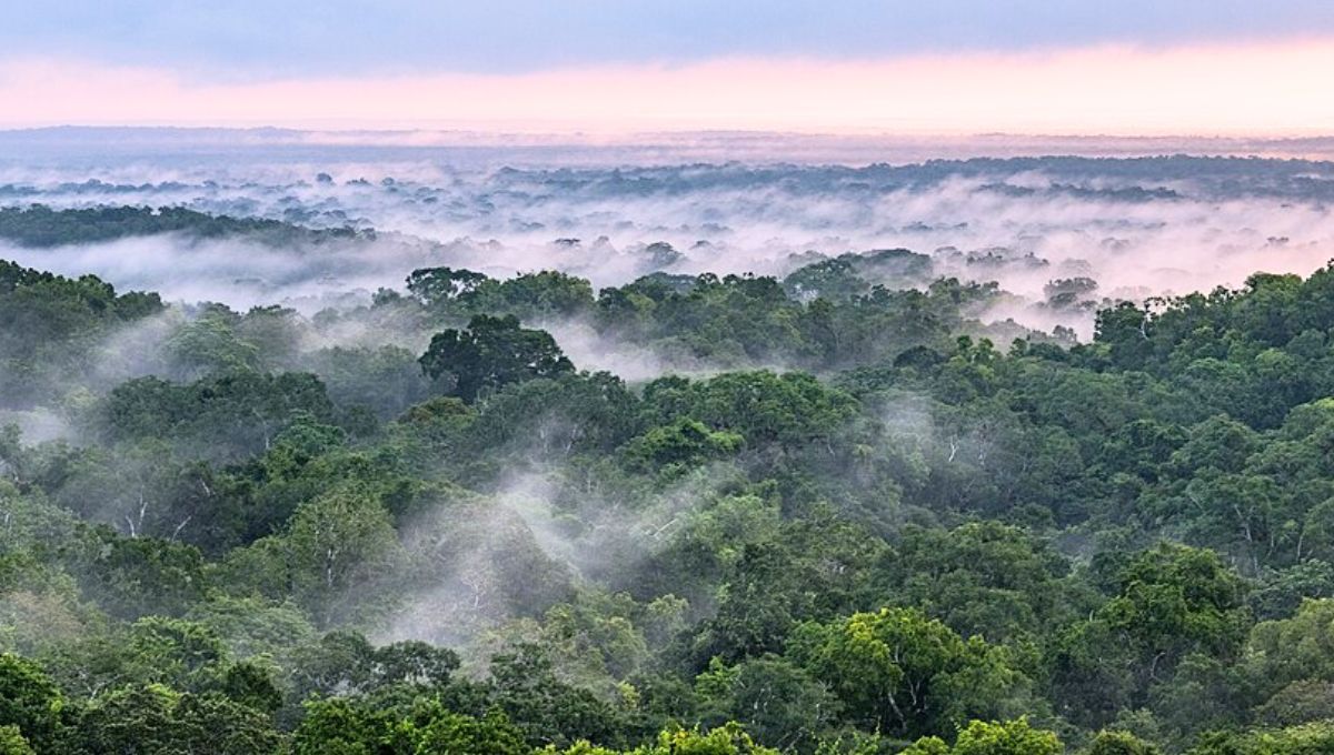 La colosal ciudad de América Latina que estuvo escondida debajo de la selva: causó sorpresa en la arqueología