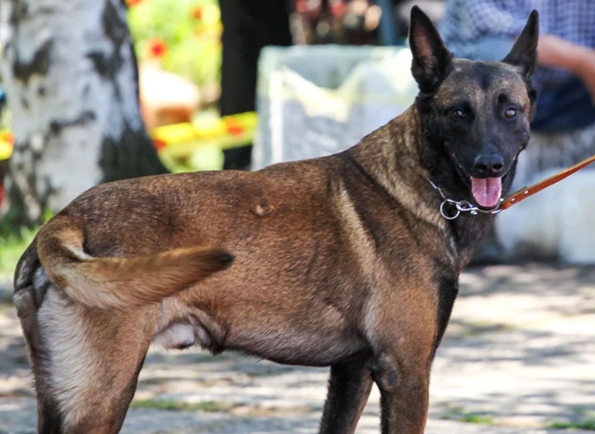 Un pastor belga adiestrado puede valor más de 20.000 euros