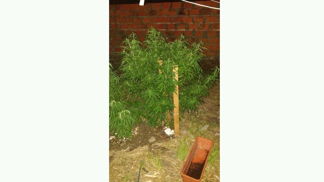 Secuestraron cinco plantas de marihuana en una casa de Oro Verde