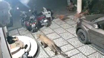 Video: feroz ataque de un leopardo a un perro que dormía en su casa