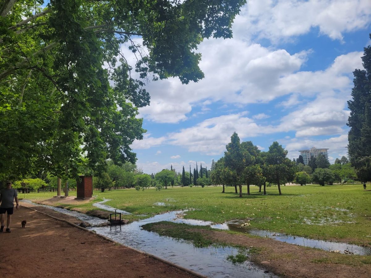 Los días de riego se cumple una tarea milimétrica para que cada árbol reciba su cuota de agua. Los días de riego se cumple una tarea milimétrica para que cada árbol reciba su cuota de agua.