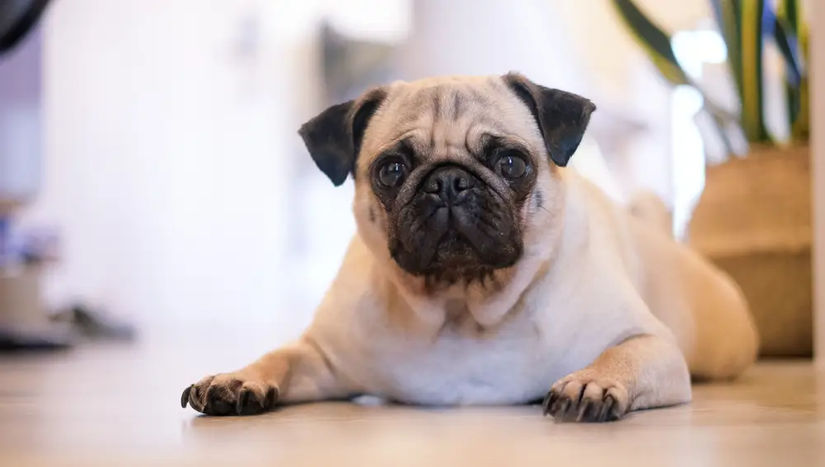 El pug es un perro que aparece dentro de la lista. El pug es un perro que aparece dentro de la lista.