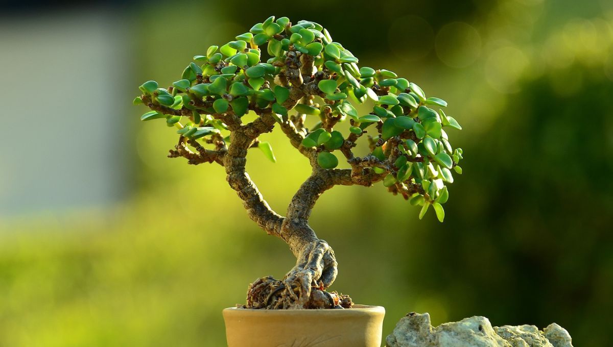 Cómo crear una versión bonsái del árbol de Jade