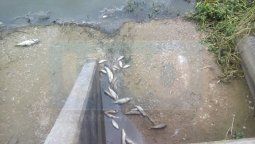 Hubo mortandad de peces en Hasenkamp y los vecinos dicen que lavaron mosquitos en el lugar