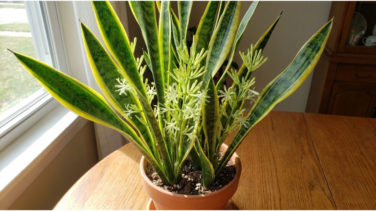 Este truco de jardinería estimulará la floración de la sansevieria Este truco de jardinería estimulará la floración de la sansevieria