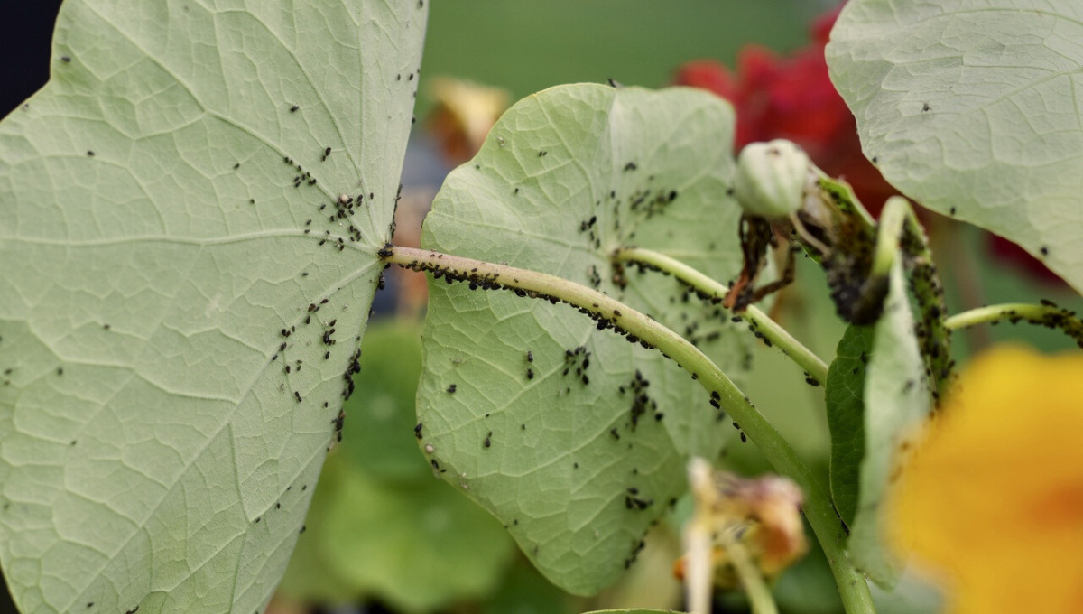 Decile adiós a los pulgones de tus plantas con este truco casero natural