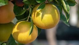 ¿Cuál es el nombre del árbol de pomelos?