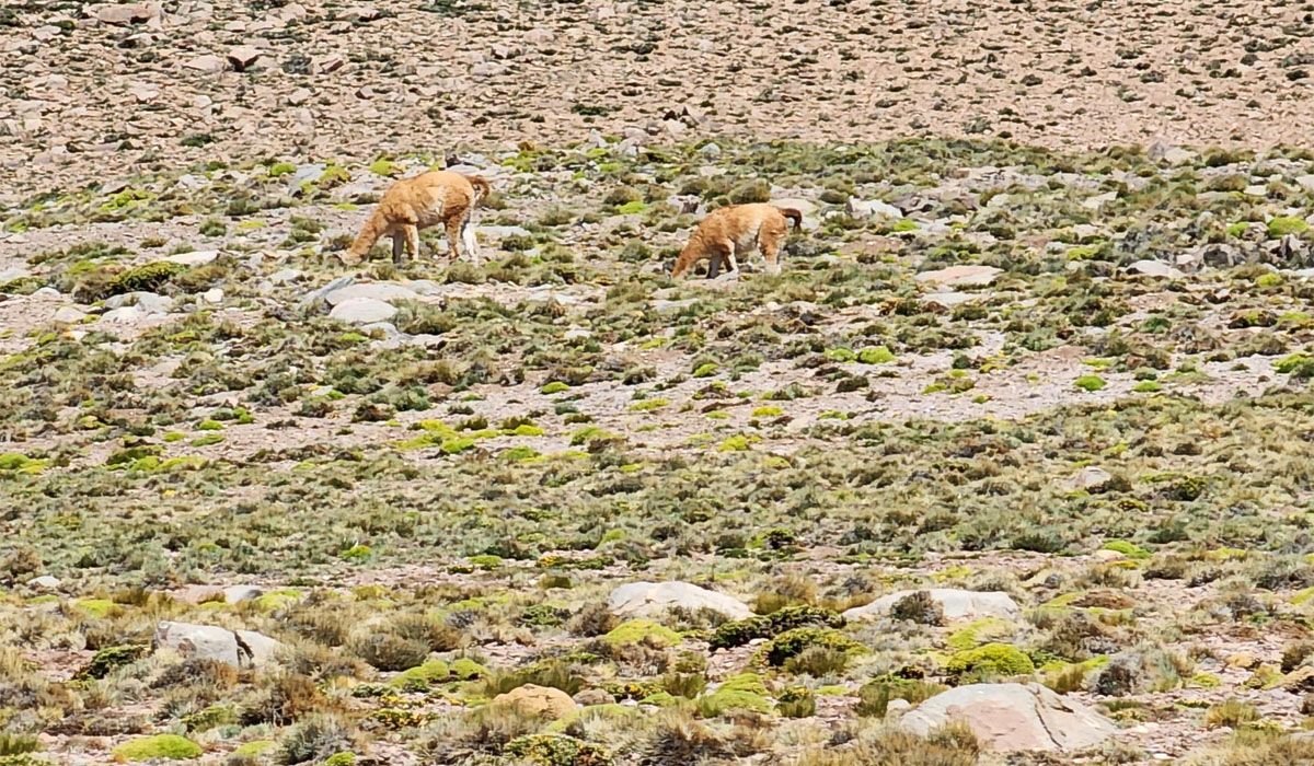 Laguna del Diamante: precios, fotos y videos impactantes de un lugar soñado en Mendoza Laguna del Diamante: precios, fotos y videos impactantes de un lugar soñado en Mendoza